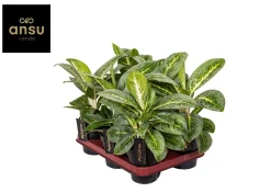 Aglaonema Lemon Mint|ohgreen