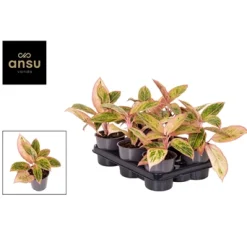 Aglaonema salmon fantasy|ohgreen Online