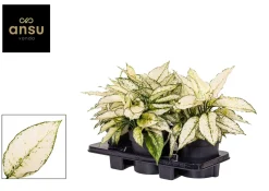 Aglaonema wit p19 h40|ohgreen Clearance