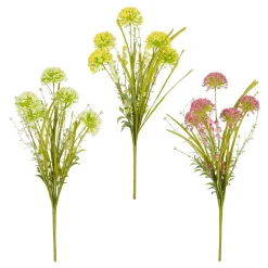 Allium d. - l53cm|ohgreen Best