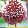 Allium red mohican 2st|ohgreen Online
