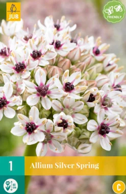 Allium silverspring 1st|ohgreen Best