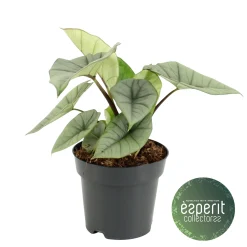 Alocasia Platinum|ohgreen Clearance