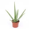 Aloe Vera|ohgreen Best