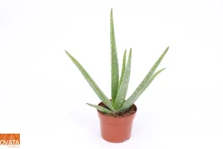 Aloe Vera|ohgreen Best