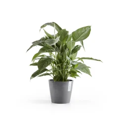 Amsterdam 20cm grijs met waterreservoir|ohgreen Online