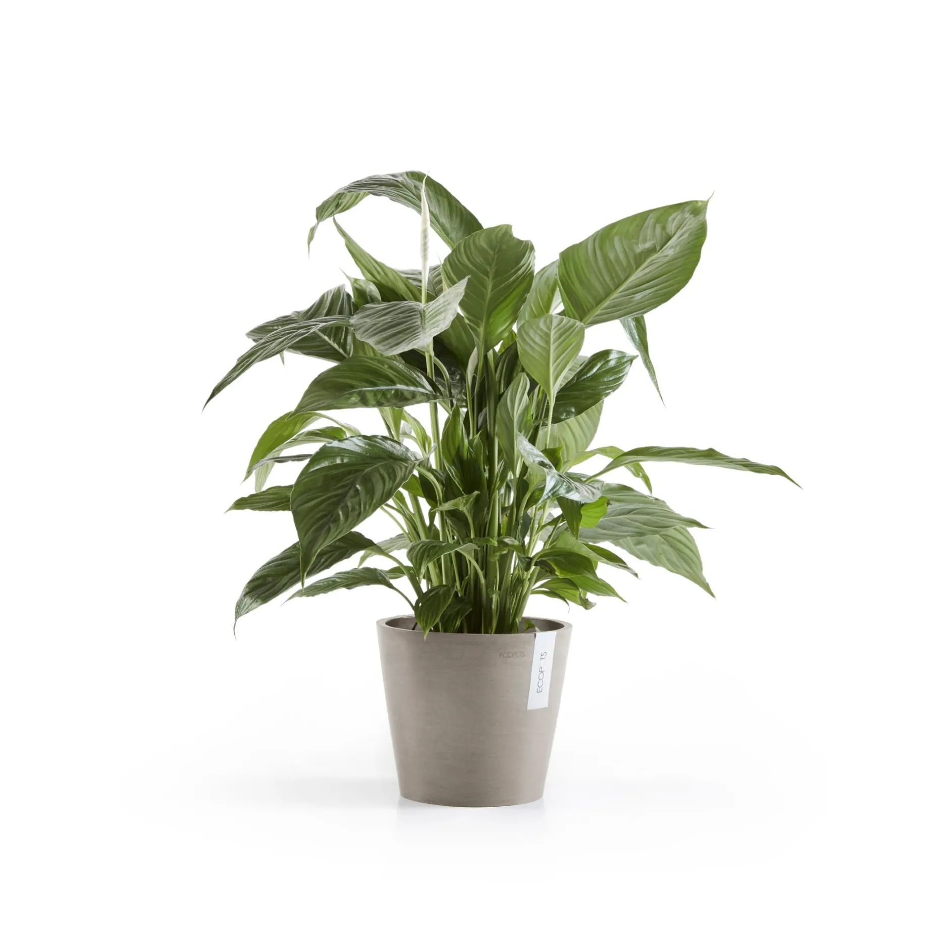 Amsterdam 20cm taupe met waterreservoir|ohgreen Clearance