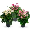Anthurium 3 color mix|ohgreen
