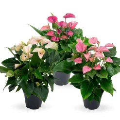 Anthurium 3 color mix|ohgreen