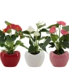 Anthurium in sierpot|ohgreen New