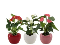 Anthurium in sierpot|ohgreen New