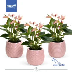 Anthurium in sierpot met waterbuffer|ohgreen Outlet