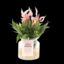 Anthurium sierglas|ohgreen Sale