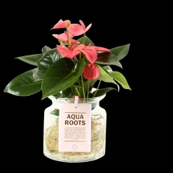 Anthurium sierglas|ohgreen Sale