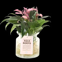 Anthurium sierglas|ohgreen Sale