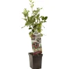 Appel patioboompje malus domestica rood boskoop|ohgreen Clearance