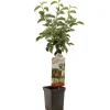 Appel patioboompje malus domestica jonagold|ohgreen Outlet