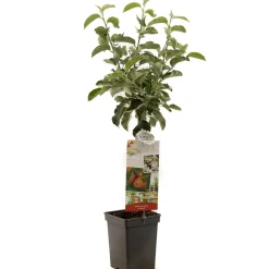 Appel patioboompje malus domestica jonagold|ohgreen Outlet