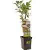 Appel patioboompje malus domestica delcorf|ohgreen Clearance