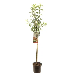 Appelboom malus domestica gloster halfstam|ohgreen Best