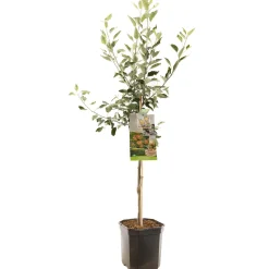 Appelboom malus domestica cox's orange laagstam|ohgreen Sale