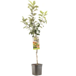 Appelboom malus domestica delcorf laagstam|ohgreen Clearance