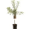 Appelboom malus domestica braeburn laagstam|ohgreen Discount