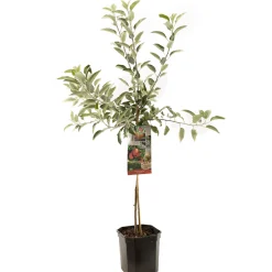 Appelboom malus domestica braeburn laagstam|ohgreen Discount