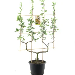 Appelboom malus domestica cox's orange dubbele-u boom|ohgreen Hot