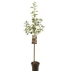 Appelboom malus domestica rood boskoop halfstam|ohgreen Sale