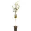 Appelboom malus domestica cox's halfstam|ohgreen New