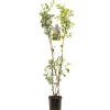 Appelboom malus domestica duo-appel|ohgreen Sale