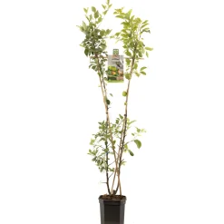 Appelboom malus domestica duo-appel|ohgreen Sale