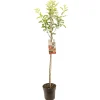 Appelboom malus domestica royal gala halfstam|ohgreen Hot