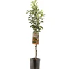 Appelboom malus domestica james grieve laagstam|ohgreen Clearance