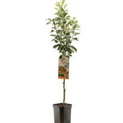 Appelboom malus domestica james grieve laagstam|ohgreen Clearance