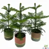 Araucaria in keramiek|ohgreen Outlet