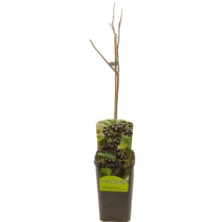 Aronia melanocarpa appelbes|ohgreen New