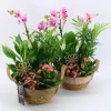 Arrangement orchidee p21 h35|ohgreen Clearance
