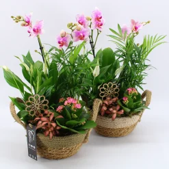 Arrangement orchidee p21 h35|ohgreen Clearance