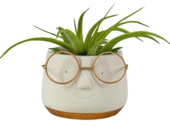 Arrangement Tillandsia (luchtplantje)|ohgreen Outlet