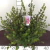 Azalea japonica|ohgreen Online
