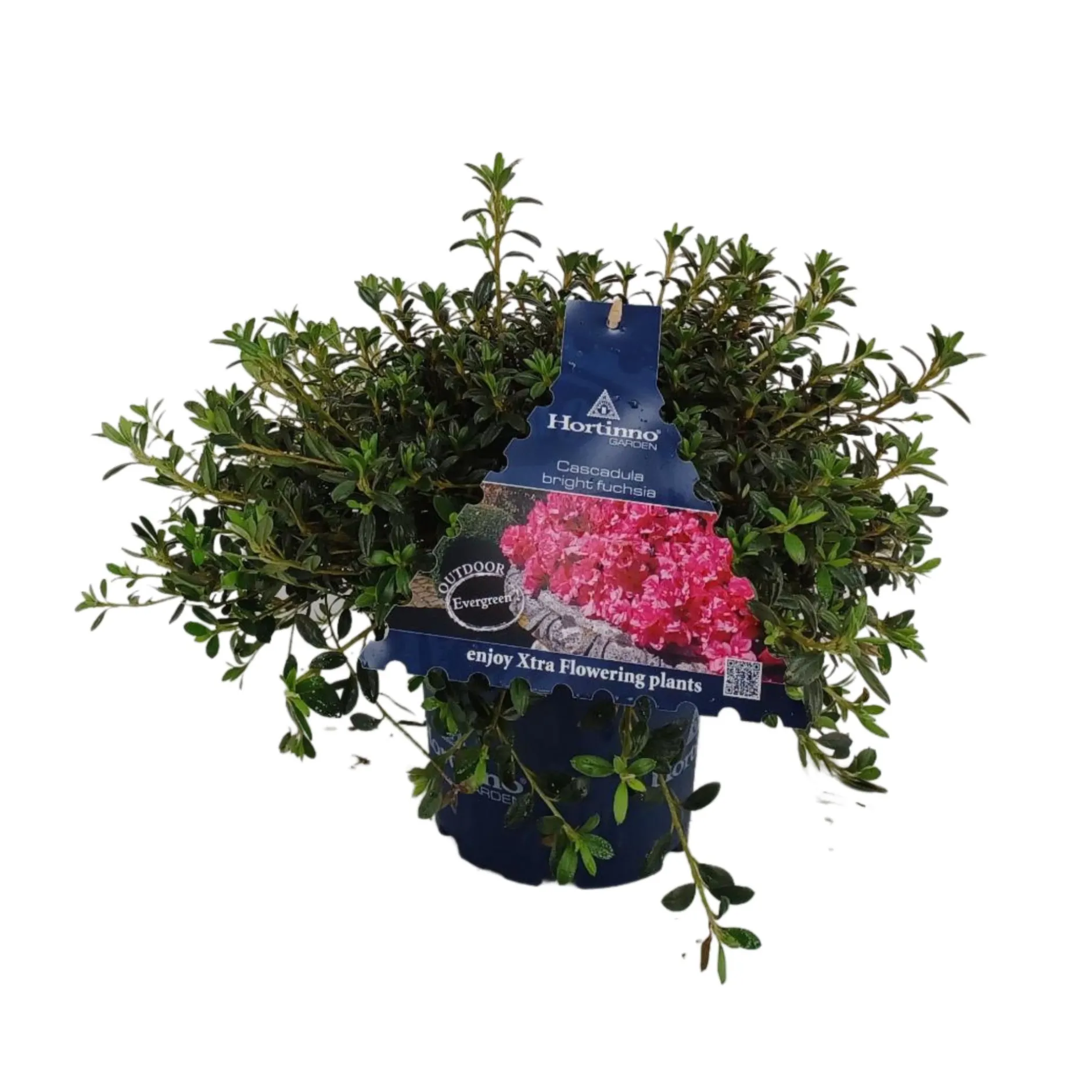 Azalea japonica|ohgreen Outlet