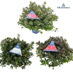 Azalea japonica Hortinno|ohgreen Discount