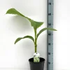 Bananenplant Musa Basjoo|ohgreen Outlet