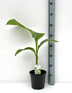 Bananenplant Musa Basjoo|ohgreen Outlet