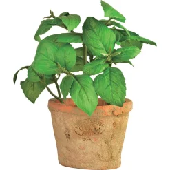 Basilicum in pot|ohgreen Outlet