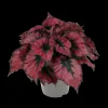 Begonia Kohala Red|ohgreen Best