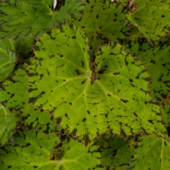 Begonia Lime Fever|ohgreen New