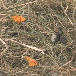 Berghooi met paardenbloem 500 gr.|ohgreen Best